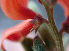Indigofera candicans