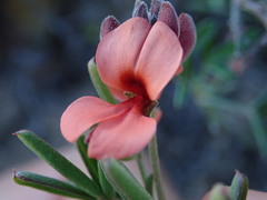 Indigofera candicans