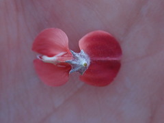 Indigofera candicans
