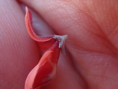 Indigofera candicans