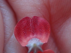 Indigofera candicans