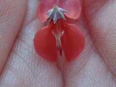 Indigofera candicans