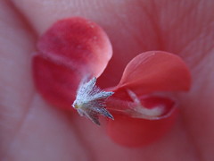 Indigofera candicans