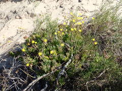 Crassothonna capensis