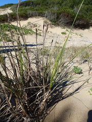 Thinopyrum distichum