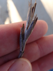 Thinopyrum distichum