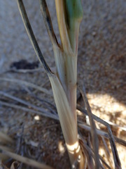 Thinopyrum distichum