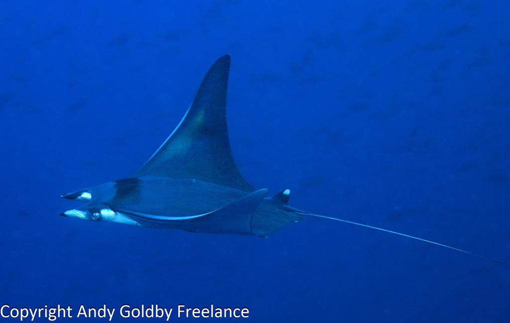 Bentfin Devil Ray