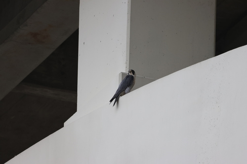 Peregrine Falcon