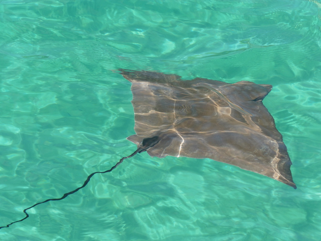 Duckbill Ray from Baleares, ES-PM, ES on March 28, 2025 at 02:14 PM by ...