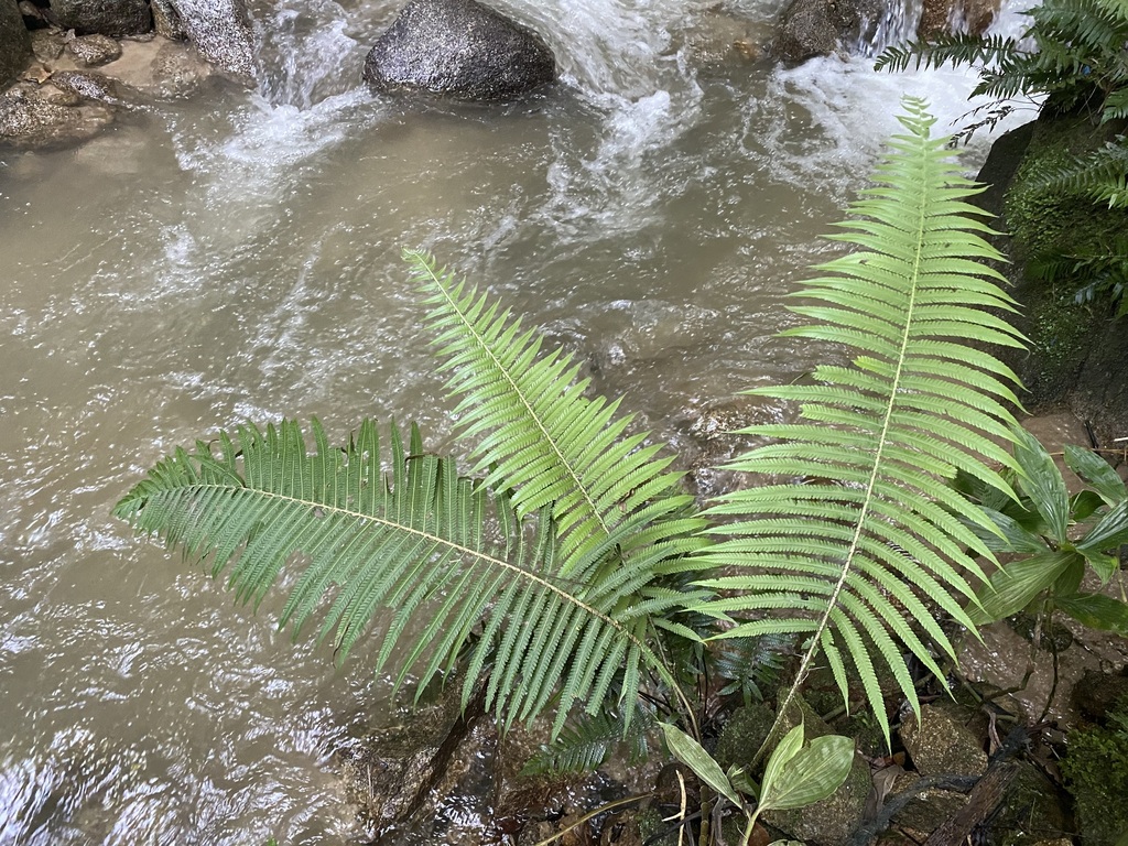 Christella crinipes (Christella crinipes)