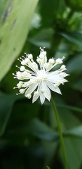 Astrantia minor