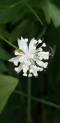 Astrantia minor