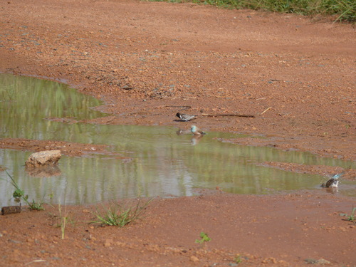 Southern Cordonbleu