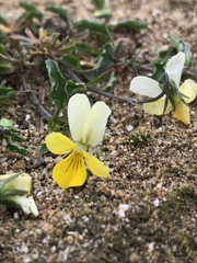 Viola tricolor curtisii
