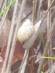 Bothriembryon brazieri