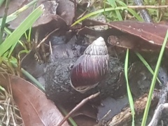 Bothriembryon brazieri