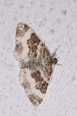 Epirrhoe rivata
