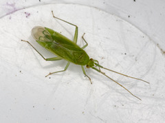 Orthotylinae