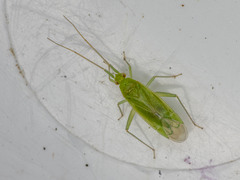 Orthotylinae