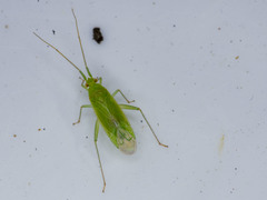 Orthotylinae