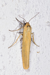 Eilema lutarella