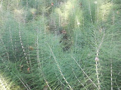 Equisetum telmateia