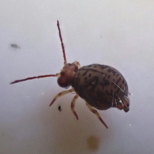 Dicyrtoma dorsosignata