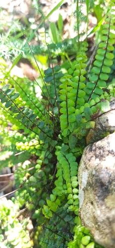 Maidenhair spleenwort