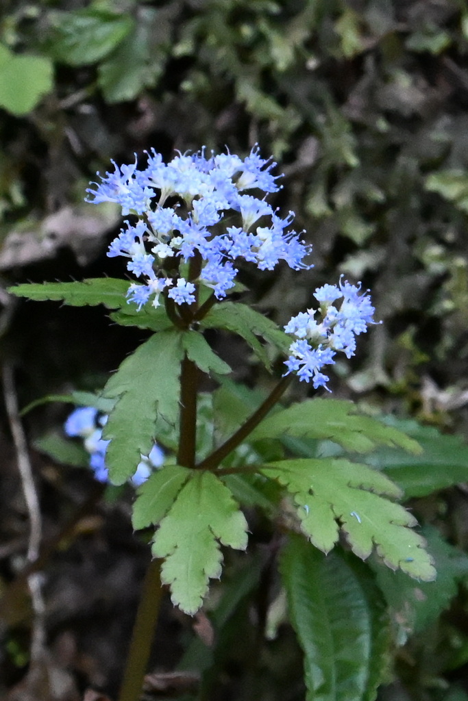 Saniculoideae