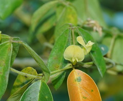 Macrotyloma axillare axillare