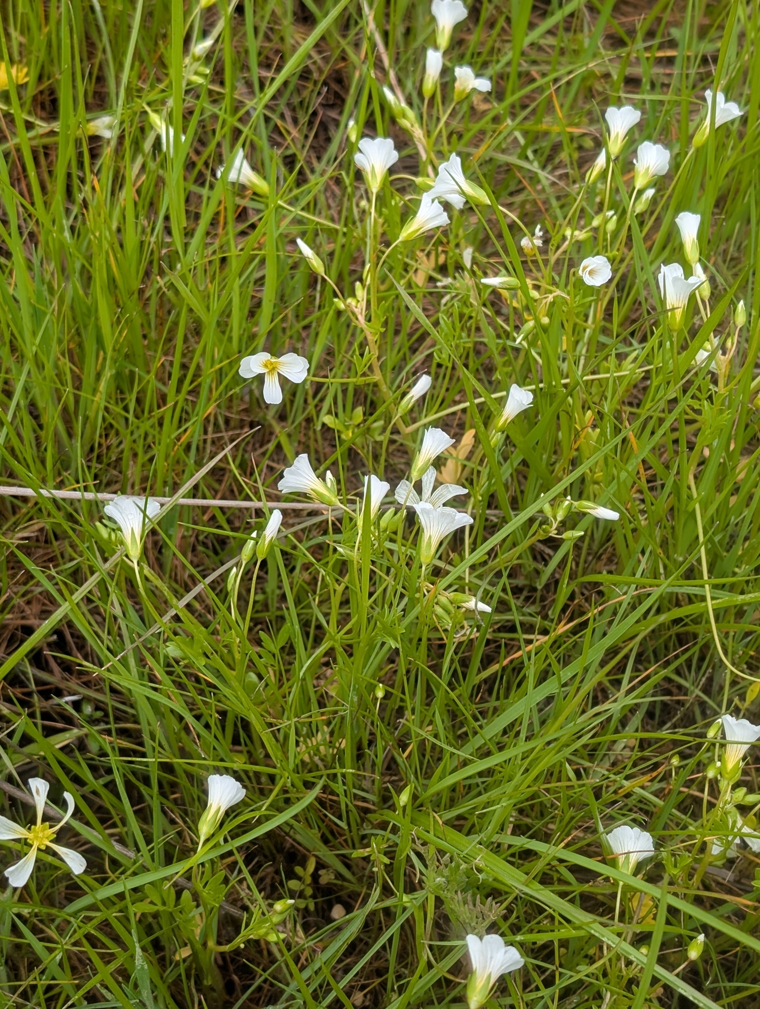 Imagem de Meadowfoam