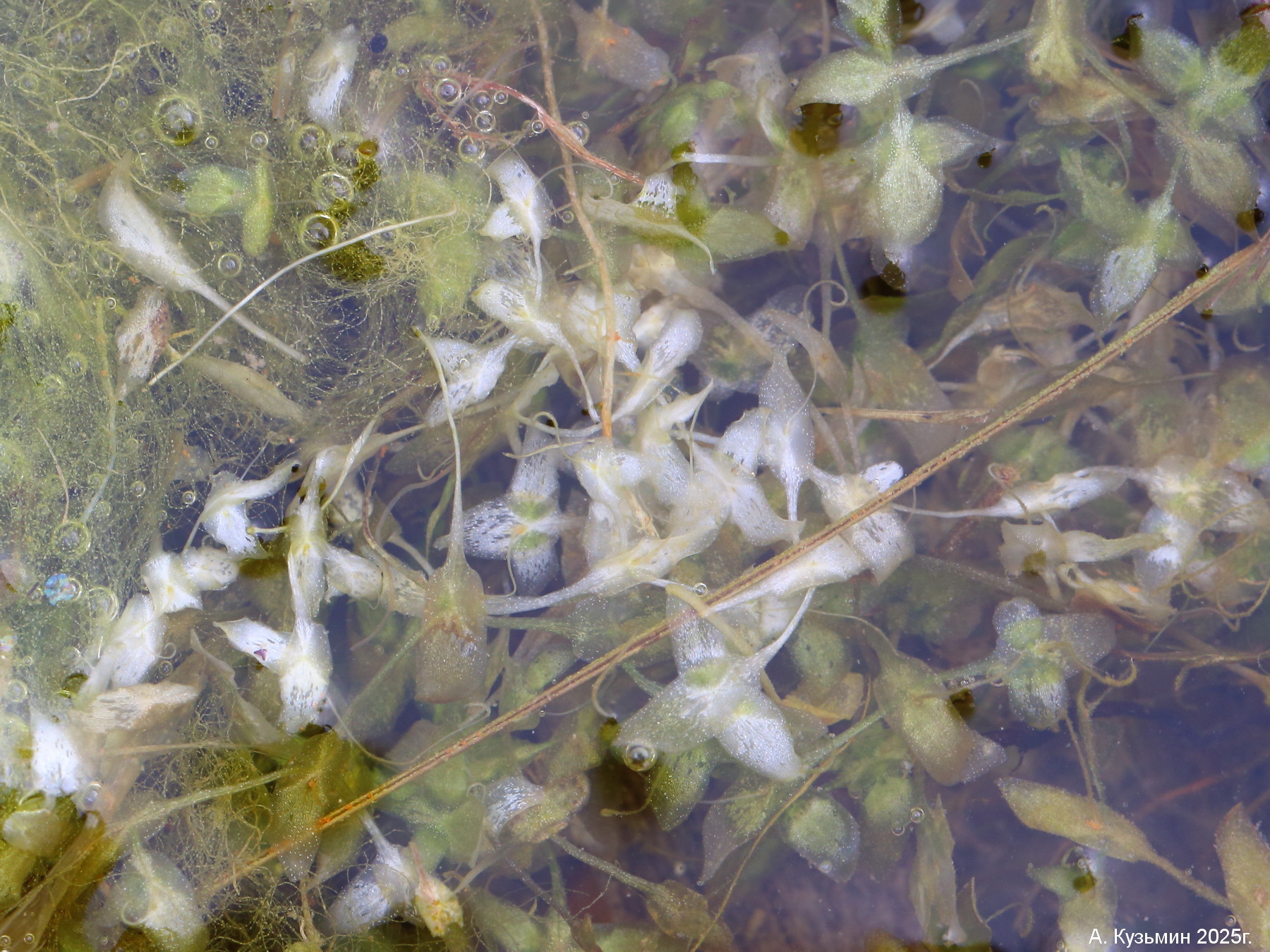 Ряска Трёхдольная (Lemna trisulca)