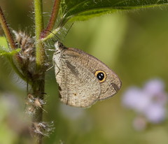 Ypthima arctous