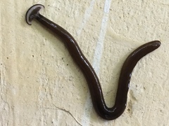 Bipalium univittatum