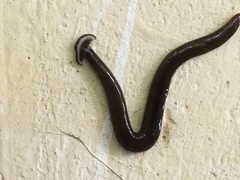 Bipalium univittatum