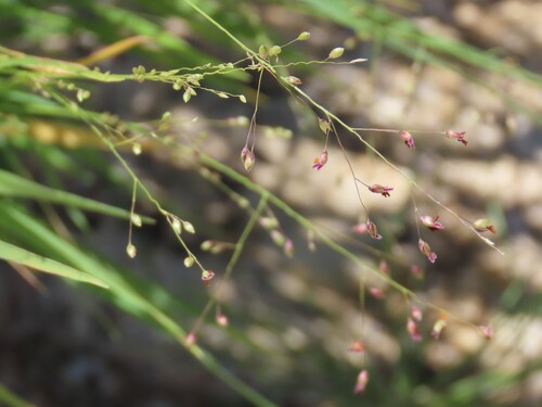 Image of Panicum arbusculum by no rights reserved