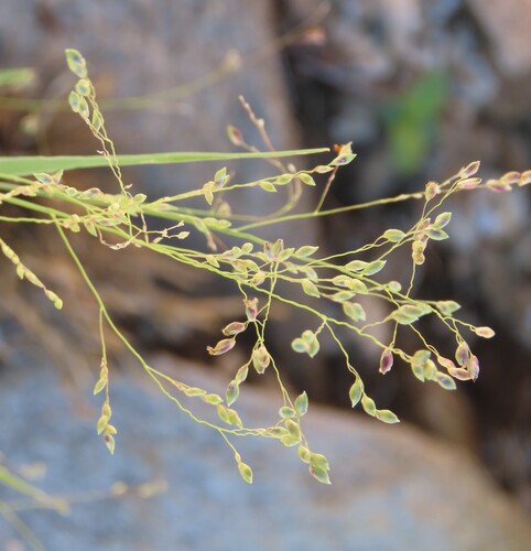 Image of Panicum arbusculum by no rights reserved