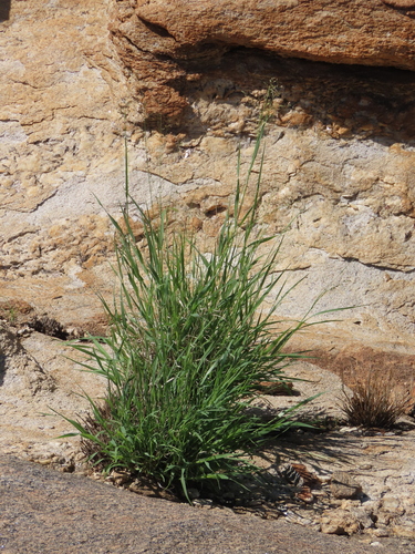 Image of Panicum arbusculum by no rights reserved