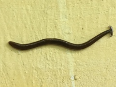 Bipalium univittatum