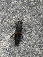 Platydracus fossator