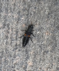 Platydracus fossator