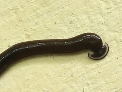 Bipalium univittatum