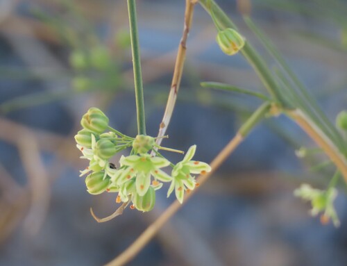 Image of Asparagus pearsonii by no rights reserved