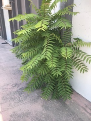 Ailanthus altissima