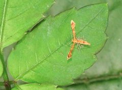 Nippoptilia cinctipedalis