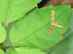 Nippoptilia cinctipedalis