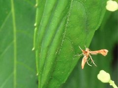 Nippoptilia cinctipedalis