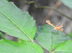 Nippoptilia cinctipedalis