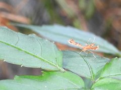Nippoptilia cinctipedalis